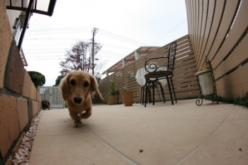 ��α�ƻԡ��ڥåȥ����ǥ�