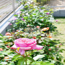 ���ػԡ������ǥ󹩻�