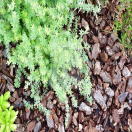 �����ԡ������ǥ󹩻�