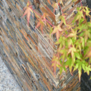 Ļ���ԡ�������������