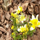 ���ӻԡ����۳�������