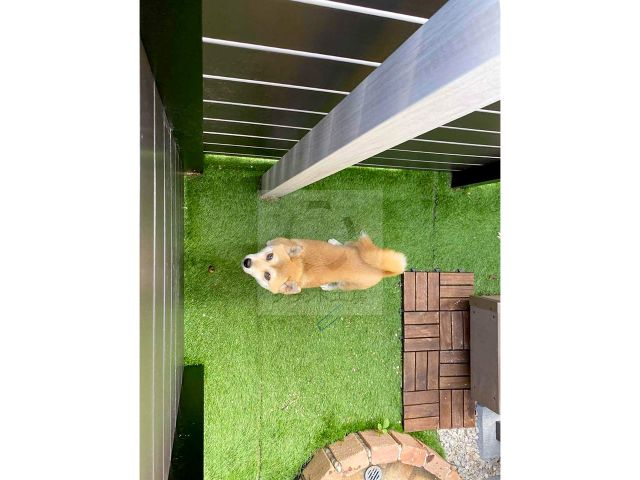 ߤ޻	ǥ󹩻	 Iš