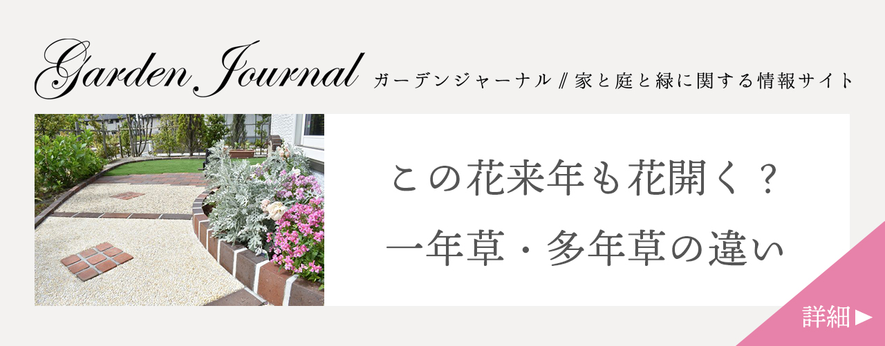 この花来年も花開く？一年草・多年草の違い