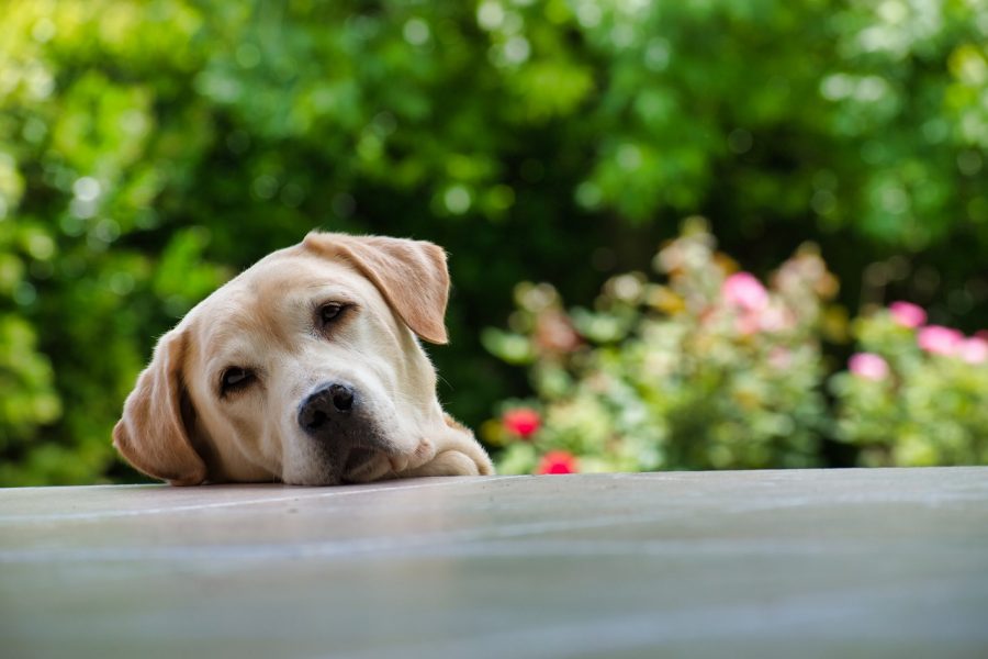 勘違いしていませんか 愛犬と過ごすお庭づくり Gardenjournal