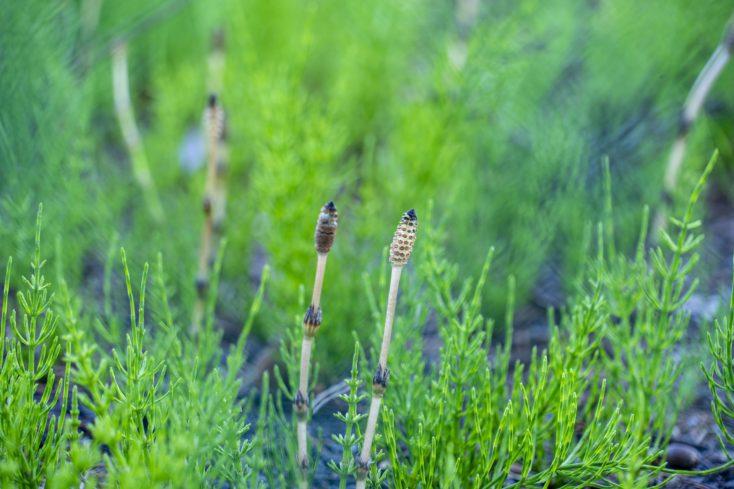 早急な対策必須 困った雑草ベスト１０ Gardenjournal