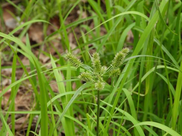 早急な対策必須 困った雑草ベスト１０ Gardenjournal