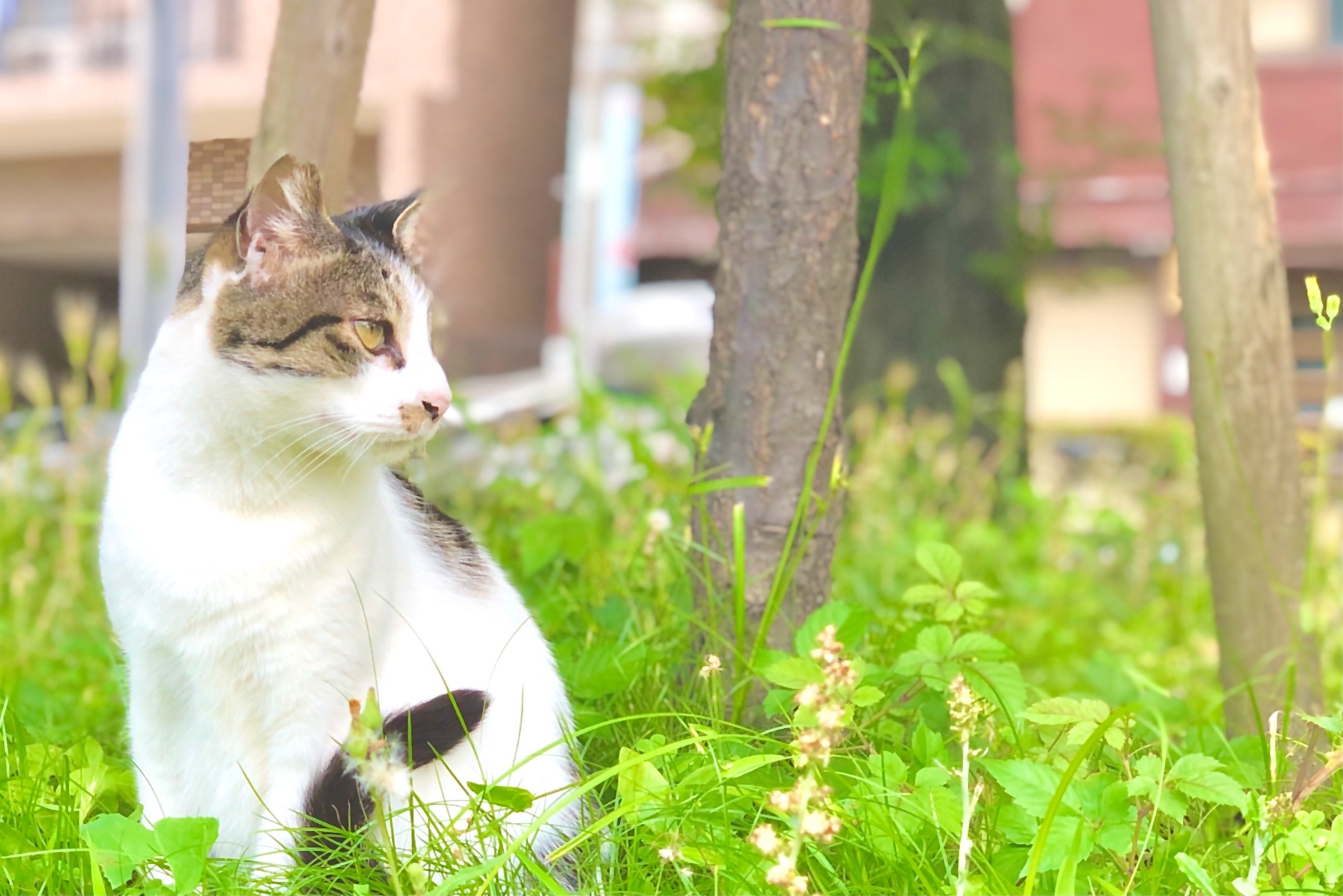 お庭の困ったお客さん ノラ猫対策 Gardenjournal