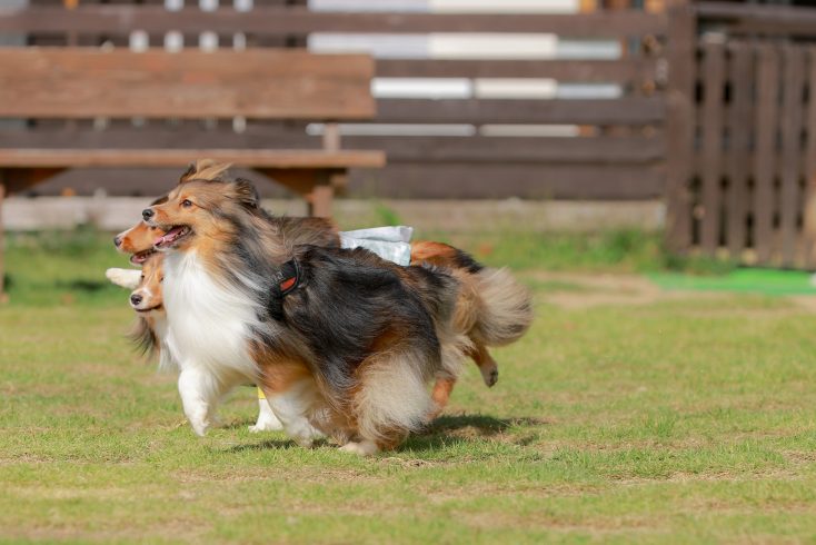 程よい運動ができる場所 ペット 愛犬 庭