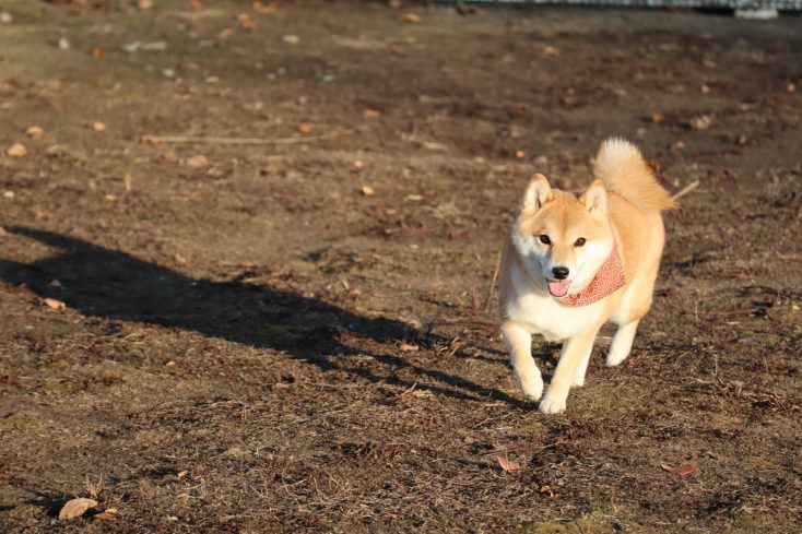 ワンちゃんの汚れを最小限に ペット 愛犬 庭