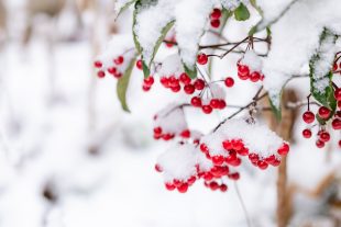 自動散水の凍結対策