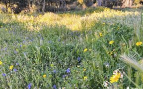 ヨーロッパ ワイルドフラワーの世界 野の花 草花