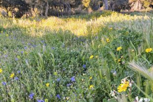 ヨーロッパ ワイルドフラワーの世界 野の花 草花