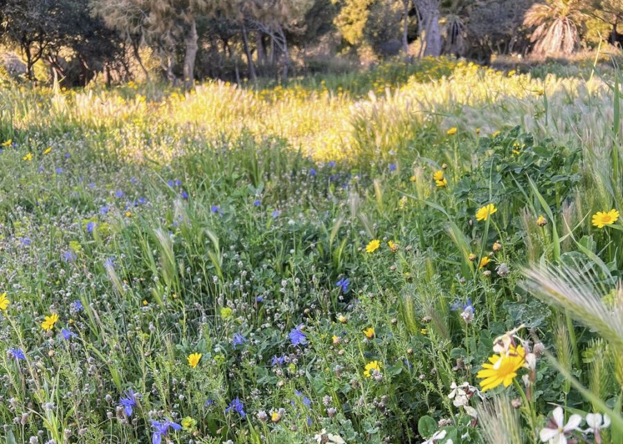 ヨーロッパ ワイルドフラワーの世界 野の花 草花