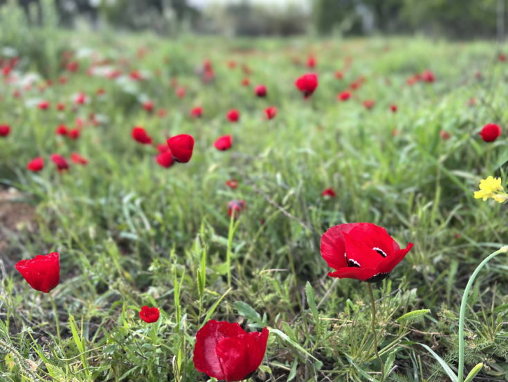 ポピー ヨーロッパ ワイルドフラワーの世界 野の花 草花 