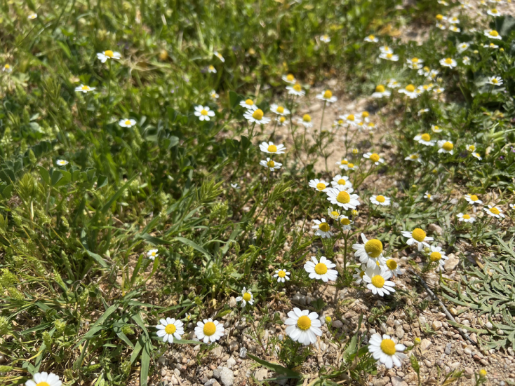 カモミール ヨーロッパ ワイルドフラワーの世界 野の花 草花 