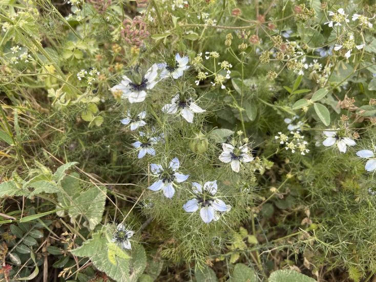 ニゲラ クロタネソウ ヨーロッパ ワイルドフラワーの世界 野の花 草花 