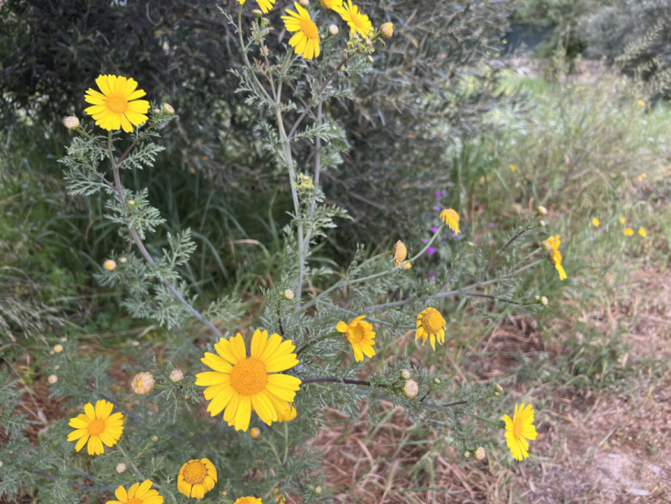 春菊 ヨーロッパ ワイルドフラワーの世界 野の花 草花 