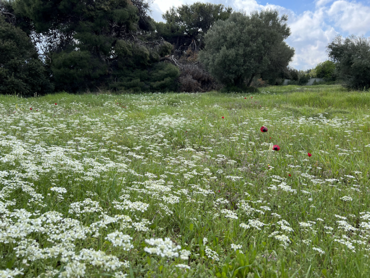 オルレア ヨーロッパ ワイルドフラワーの世界 野の花 草花 