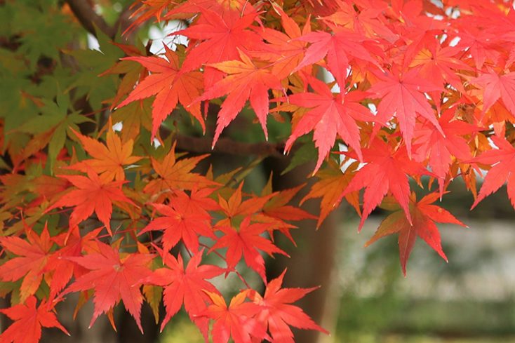 紅葉がきれいな庭におすすめの樹木3選 Gardenjournal