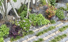 落葉樹の足元に植えたいグランドカバー5選