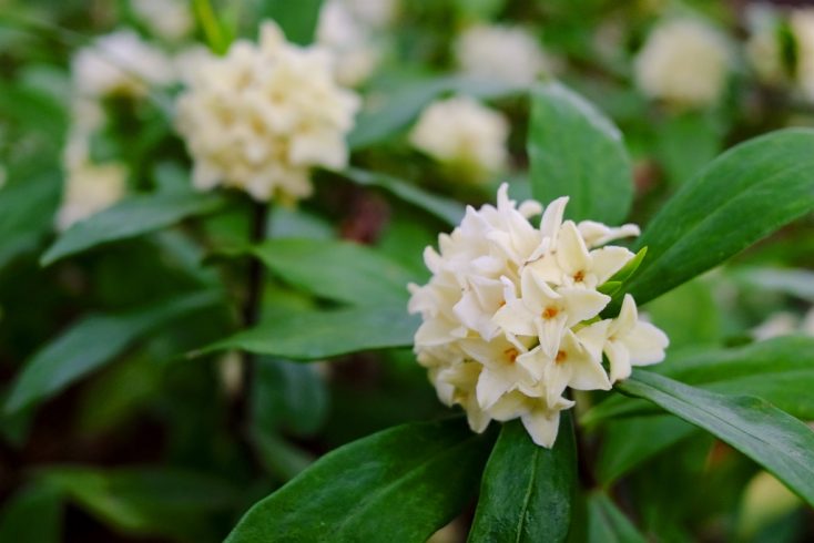 沈丁花（ジンチョウゲ）