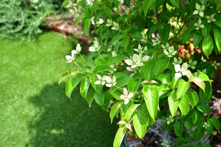 暮らしに癒しと発見をくれる植物