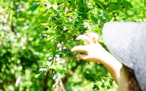 育てる楽しみ　食べる喜び　果樹を植えて収穫を楽しもう！