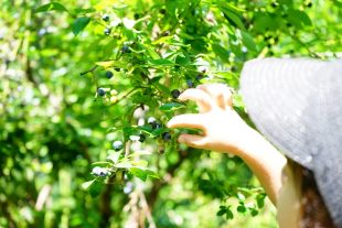 育てる楽しみ　食べる喜び　果樹を植えて収穫を楽しもう！