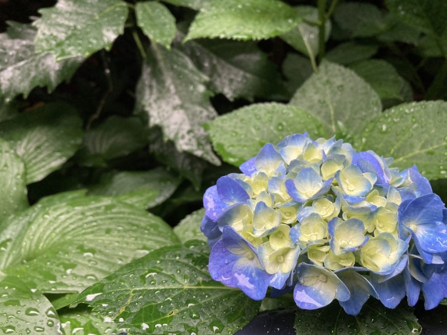 知ると面白い！梅雨の時期に降る雨の名前