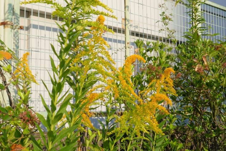 雑草をスッキリさせて秋花粉を防ぐ