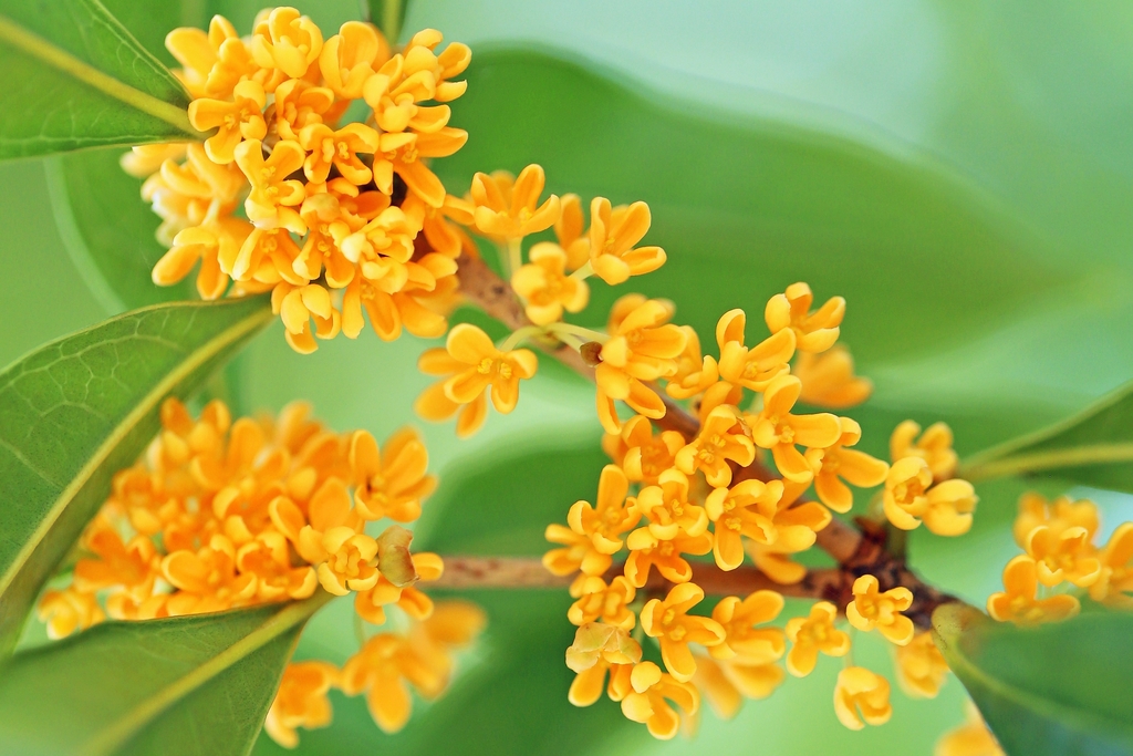 キンモクセイ@プロフィールご参考ください 金木犀オードパルファム / 金木犀(香水, 香水・ヘアフレグランス)の