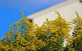 秋のアレルギーにご注意を！お庭を整えて体調も整えよう