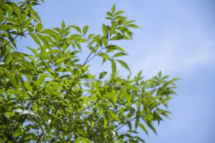 秋から冬にかけての植物メンテナンス