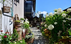 大きくなりすぎない庭木「シュラブ」が人気!おしゃれなお庭づくりのコツ