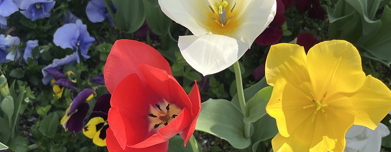 今の時期に球根を植えてぜひご家族で来春の楽しみを作ってください