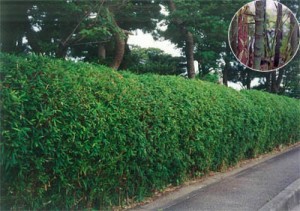 笹の生垣