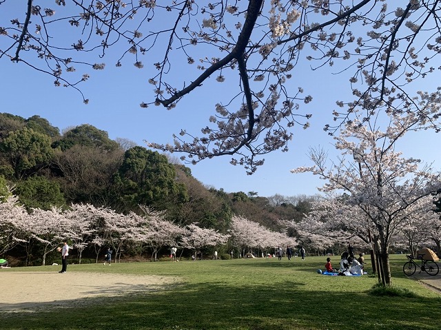 桜満開　福岡市東区
