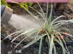 水やり　植栽