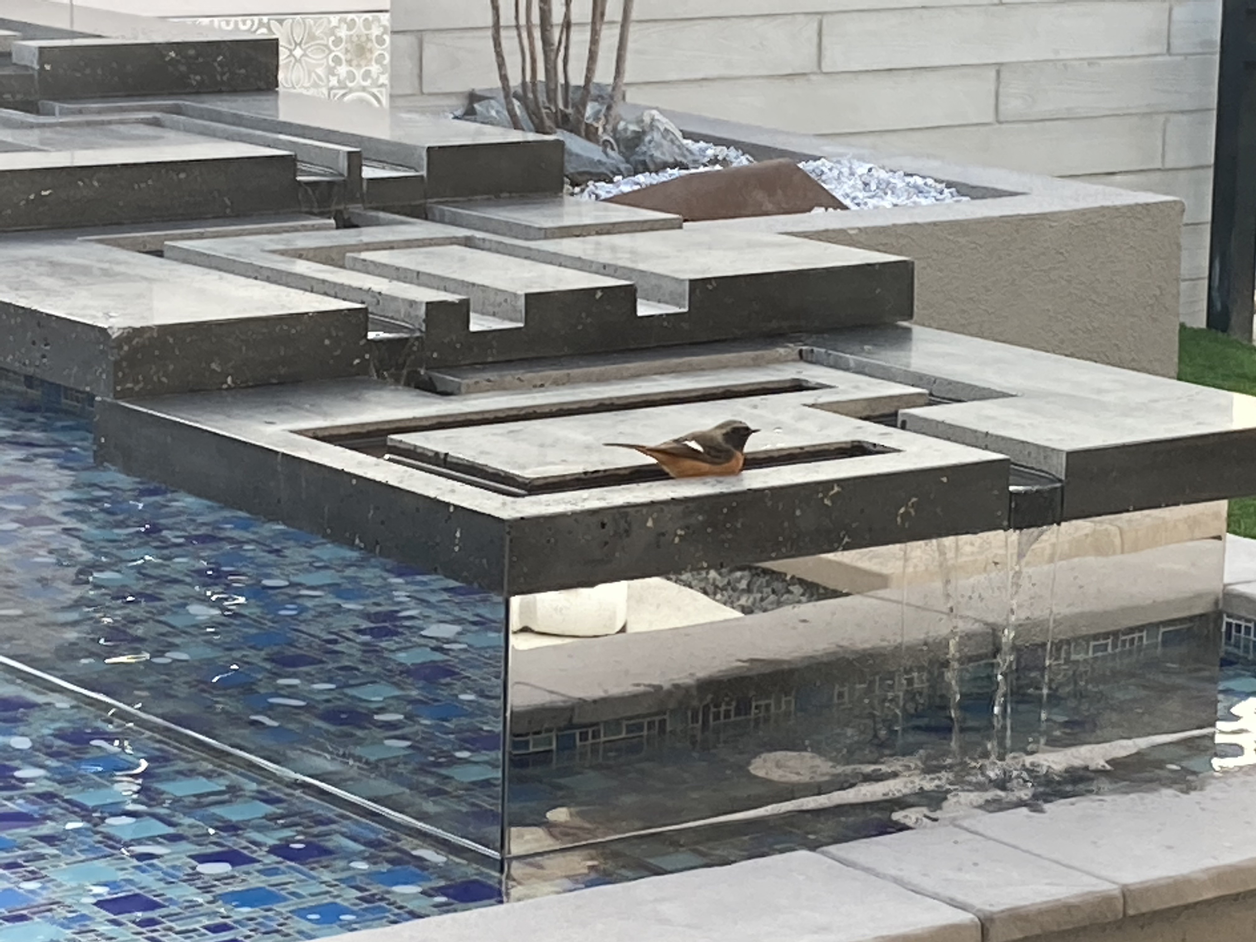 展示場の水盤で行水する小鳥