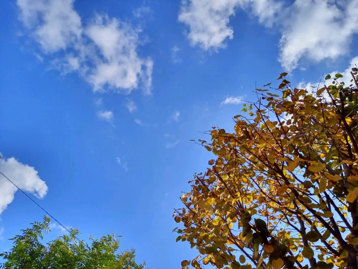 宗像店展示場 カエデの木 秋の空