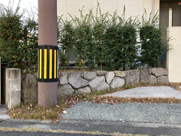 トキワマンサクの生垣 石積の上 電柱の支線が干渉