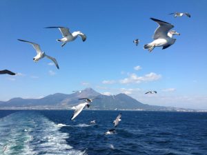 かもめと戯れる