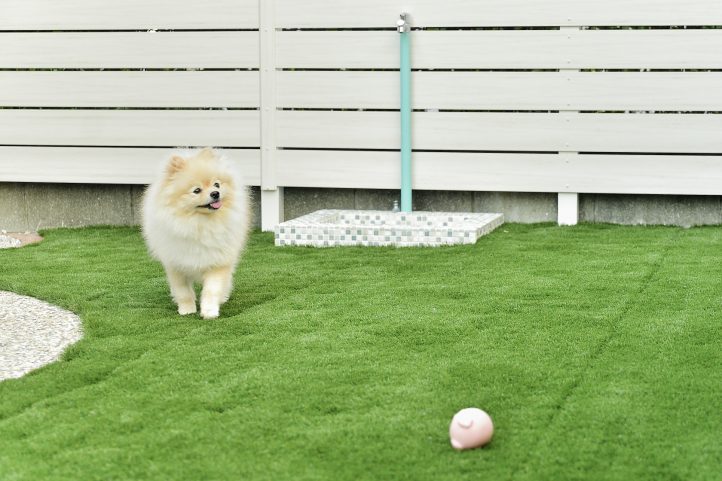人工芝とワンちゃん