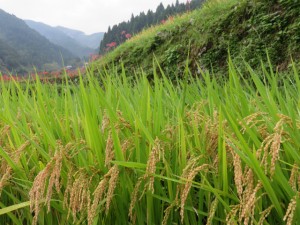 稲収穫