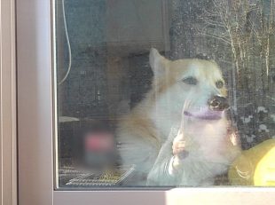 愛犬1