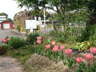 tulip1 yahata