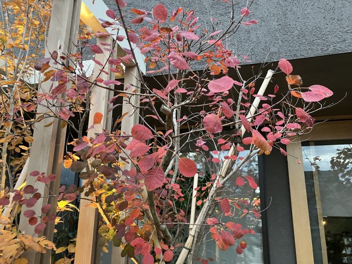 スモークツリー