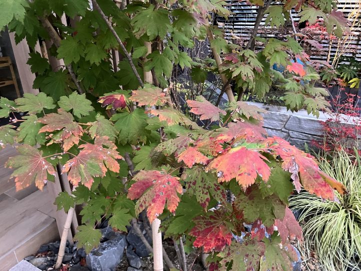 コハウチワカエデ