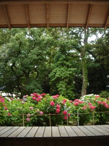 紫陽花
