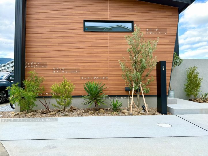 ロックガーデン オリーブ ユッカ アカシア ニューサイラン グレビリア